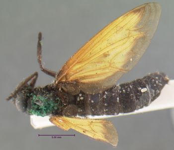 Media type: image;   Entomology 10660 Aspect: habitus dorsal view